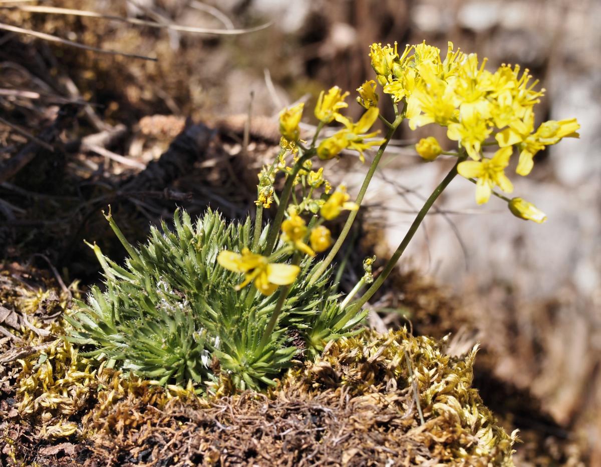 Whitlow Grass, Yellow flower